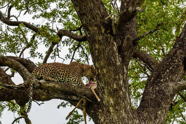 Ein Leopard Auf Einem Baum Mit Impala Tötung Kruger Südafrika — Stockfoto