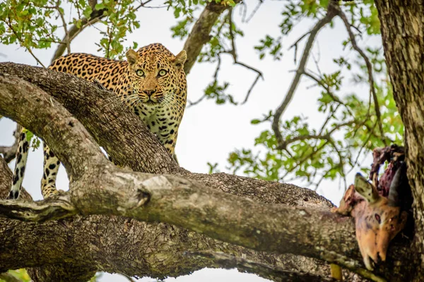 Een Luipaard Een Boom Met Een Dood Van Impala Kruger Rechtenvrije Stockfoto's
