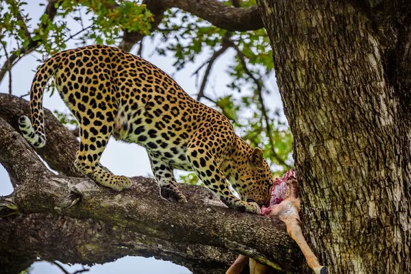 Een Luipaard Een Boom Met Een Dood Van Impala Kruger Stockfoto