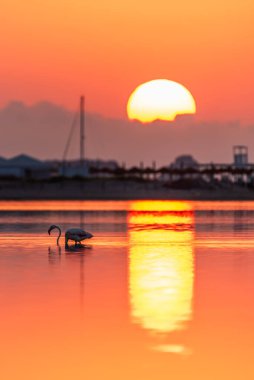 Flamingo kuşu ve yükselen güneş Sardunya adasındaki Stagno di Notteri gölünde.