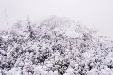 Krkonose NP 'de kışın Muzske Kameny adı verilen donmuş kaya oluşumu.