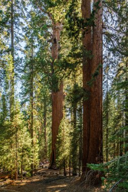 ABD 'deki Sequoia Ulusal Parkı' ndaki General Sherman Ağacı bölgesi..