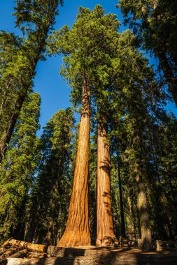 ABD 'deki Sequoia Ulusal Parkı' ndaki General Sherman Ağacı bölgesi..
