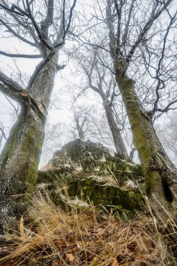 Çek Cumhuriyeti NP 'sinde Ruzovsky Vrch sisli bir kış sabahı karla kaplandı.