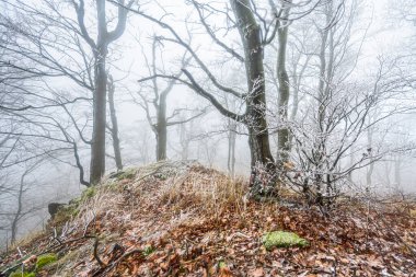 Çek Cumhuriyeti NP 'sinde Ruzovsky Vrch sisli bir kış sabahı karla kaplandı.