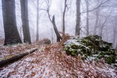 Çek Cumhuriyeti NP 'sinde Ruzovsky Vrch sisli bir kış sabahı karla kaplandı.
