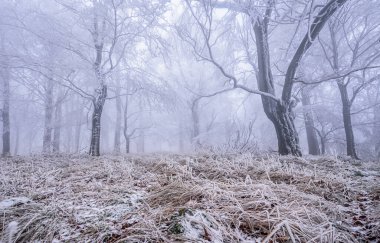 Çek Cumhuriyeti Luzicke Hory 'de sisli bir kış sabahı donmuş bir orman..