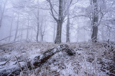 Çek Cumhuriyeti Luzicke Hory 'de sisli bir kış sabahı donmuş bir orman..