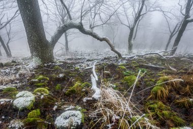 Çek Cumhuriyeti Luzicke Hory 'de sisli bir kış sabahı donmuş bir orman..