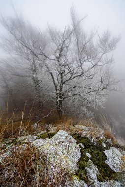 Çek Cumhuriyeti, Luzicke Hory 'daki Zlaty Vrch tepesinde donmuş bir ağaç..