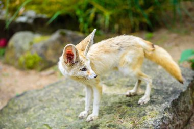 Fennec tilkisi (Vulpes zerda), Sahra Çölü ve Sina Yarımadası 'na özgü bir tilkidir..