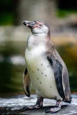 Humboldt pengueni (Spheniscus humboldti) bir Güney Amerika penguenidir..