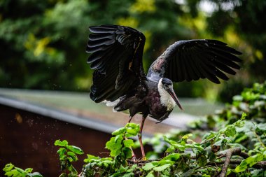 Tüylü boyunlu leylek (