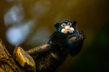 Bıyıklı tamarin (Saguinus mystax), Yeni Dünya maymunu ve tamarin türüdür..