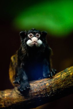 Bıyıklı tamarin (Saguinus mystax), Yeni Dünya maymunu ve tamarin türüdür..