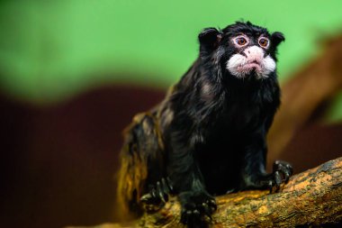 Bıyıklı tamarin (Saguinus mystax), Yeni Dünya maymunu ve tamarin türüdür..