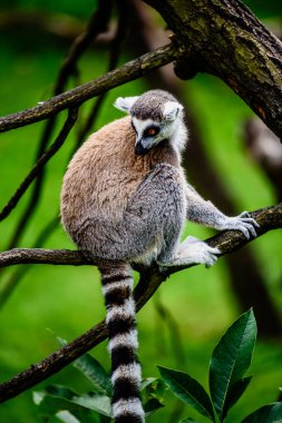 Halka kuyruklu lemur (Lemur catta), uzun, siyah ve beyaz halkalı kuyruğundan dolayı en çok tanınan lemurdur..