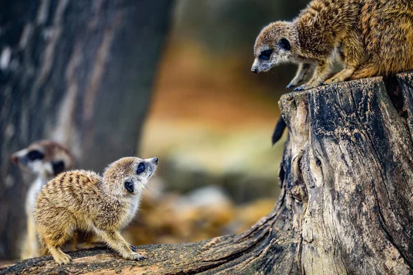 Mirket (Suricata suricatta) Güney Afrika 'da bulunan küçük bir firavun faresidir.. 