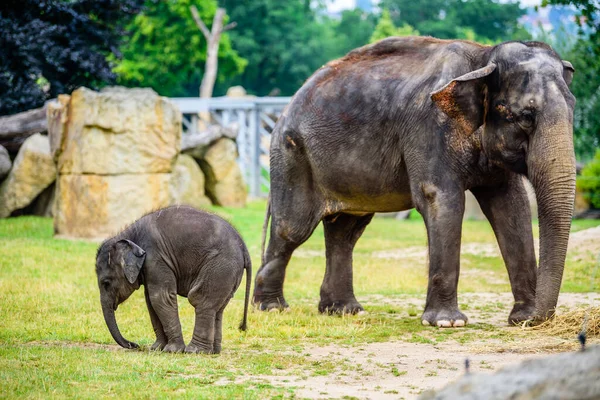 Семья Слонов Маленькими Слонишками Зоологическом Саду — стоковое фото