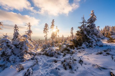CHKO Brdy Ormanı kışın Praha Zirvesi yakınlarında karla kaplandı.