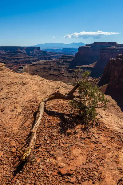 Stock image The Shafer Canyon area of the Island in the Sky District of Canyonlands national park in Utah USA.