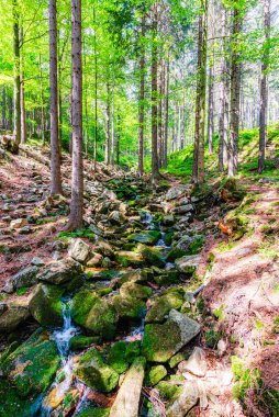 Çek Cumhuriyeti 'ndeki Krkonose Ulusal Parkı' nda küçük bir su akıntısı.