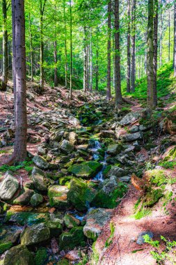 Çek Cumhuriyeti 'ndeki Krkonose Ulusal Parkı' nda küçük bir su akıntısı.