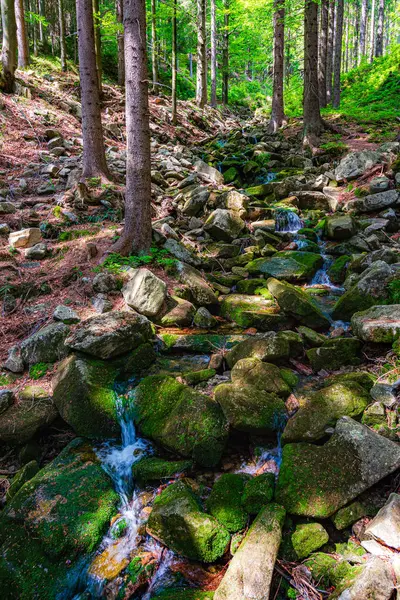 Çek Cumhuriyeti 'ndeki Krkonose Ulusal Parkı' nda küçük bir su akıntısı.