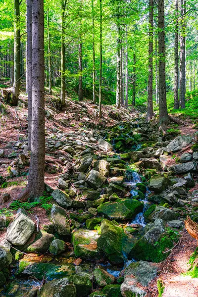 Çek Cumhuriyeti 'ndeki Krkonose Ulusal Parkı' nda küçük bir su akıntısı.