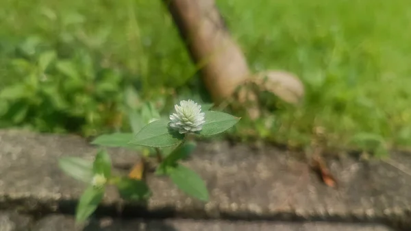 Eine Schöne Weiße Blume Die Nachmittag Einem Schönen Gartenbereich Fotografiert — Stockfoto