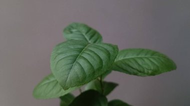 Limon bitkisine yakın çekim, güneşli ve canlı bir sabahta önü görünen yapraklar.