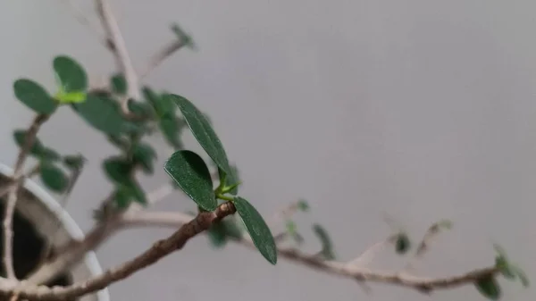 Листья Растения Бонгсай Которые Фотографируются Вблизи Утром Темно Зеленого Цвета — стоковое фото