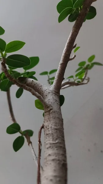 Φύλλα Του Φυτού Bongsai Που Φωτογραφίζονται Από Κοντά Πρωί Είναι — Φωτογραφία Αρχείου