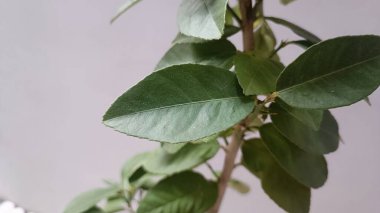 Sabah çekilen limon bitkisinin yakından çekilmiş fotoğrafı açık yeşil renkte.