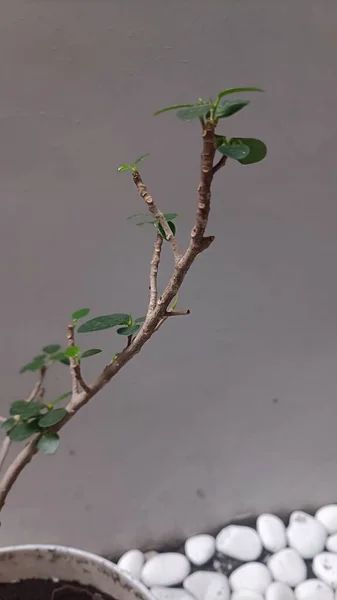 Bonsai Rostliny Fotografované Ráno Listy Vyfocené Zblízka Jasně Zelené Barvě — Stock fotografie