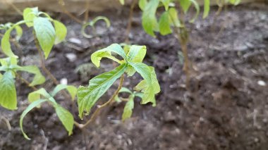 Güneşli bir sabahta parktaki yeşil yapraklı bitkilerin yakın çekimi.