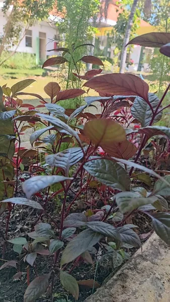 Ett Lila Blad Vacker Trädgård Morgonen Taget Olika Perspektiv — Stockfoto