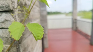 Fotoğrafta, arkasında göl olan bir kaya duvarının yanında parlak yeşil bir yaprak vardı.