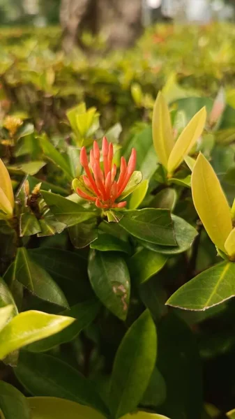 Ένα Φωτεινό Πορτοκαλί Λουλούδι Φωτογραφημένο Πράσινα Φύλλα Κατά Διάρκεια Της — Φωτογραφία Αρχείου