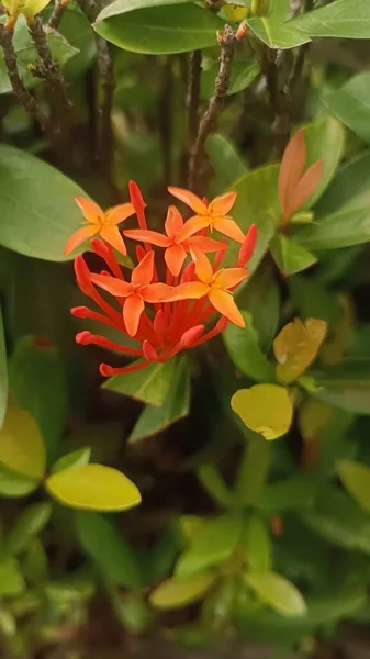 Une Fleur Orange Vif Photographiée Contre Les Feuilles Vertes Pendant — Photo