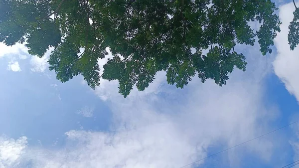 Green Leaves Tree Photo Blue Sky — Stock Photo, Image