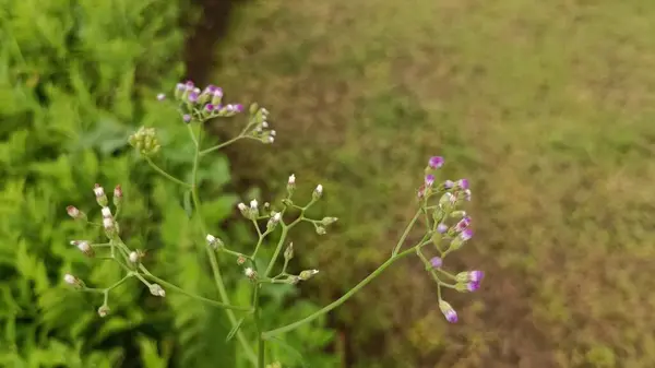 Små Blommorna Fotograferade Framifrån Lila Färgen Tagen Vacker Morgon — Stockfoto