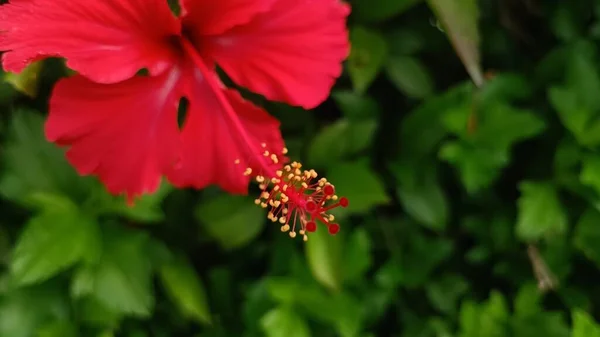 Красочные Цветы Камера Тычинками Большой Крупный План Утром Солнечный — стоковое фото