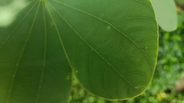 Ett Närbild Foto Ett Stort Grönt Löv Med Gröna Fibrer — Stockfoto
