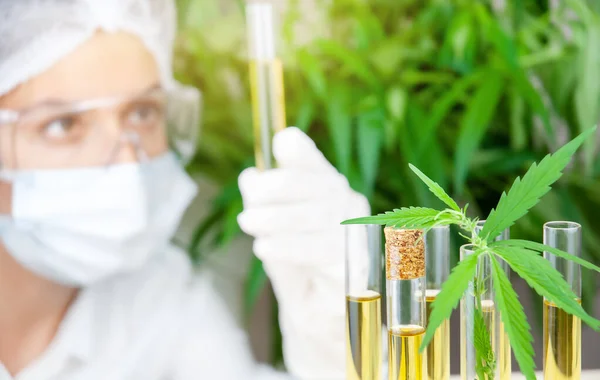 Laboratuvarda kenevir ve kenevir yapraklı test tüpleri. Kadın bilim adamı CBD yağını analiz ediyor.