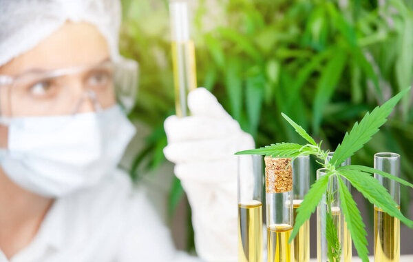 Test tubes with cannabidiol and cannabis leaves in laboratory. Female scientist analysing cbd oil on background