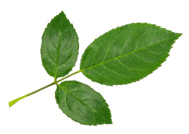 Beyaz arka plan üzerinde izole gül yaprak yeşil