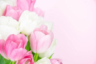 Soluk pembe arka planda bir buket lale. Fotokopi alanı olan pembe ve beyaz lalelere yakın çekim