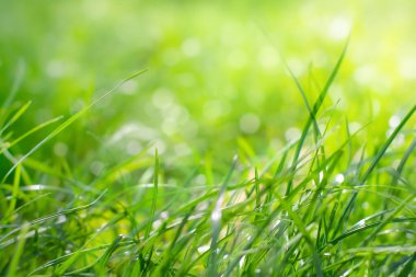 Güneş ışığındaki yeşil çimen bokeh ile sızar, seçici odaklı doğal arkaplan, boşluğu kopyala