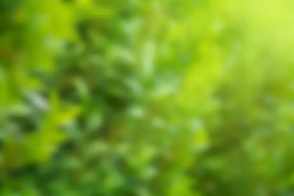 Abstrakte Sommer Defokussieren Hintergrund Grünes Laub Hintergrund — Stockfoto